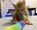 Кошки в Реутове: Котенок Полидакт Девочка, 15 000 руб. - фото 4