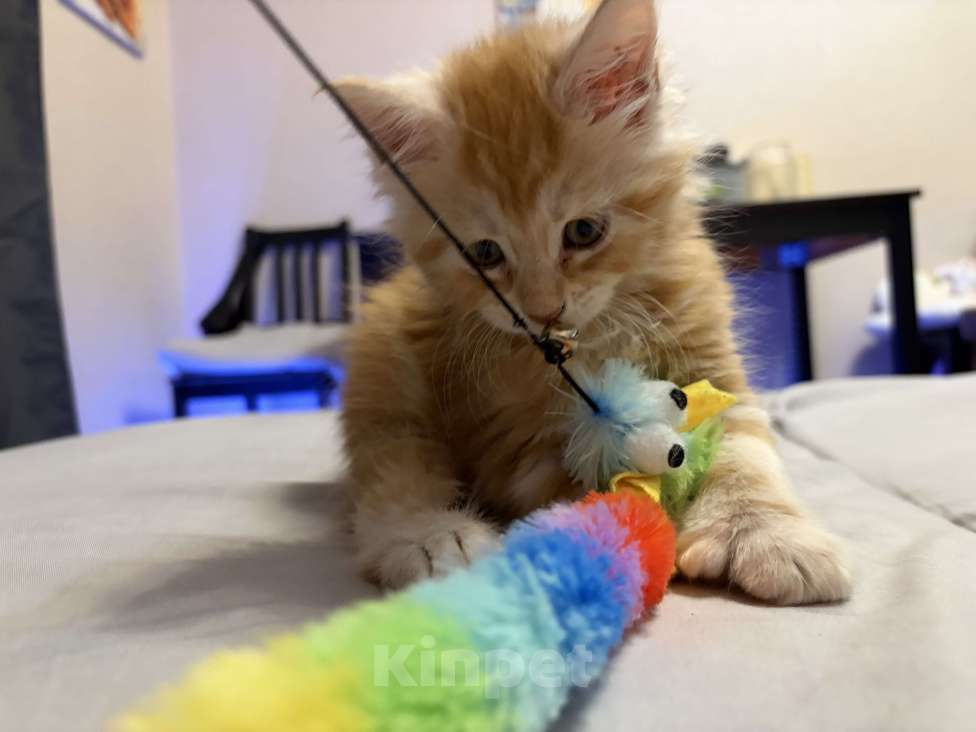 Кошки в Реутове: Котенок Полидакт Девочка, 15 000 руб. - фото 4