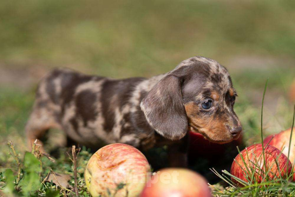 Собаки в Москве: Мраморная девочка Девочка, 130 000 руб. - фото 4