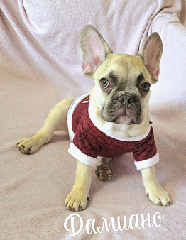Французский Бульдог щенки 
