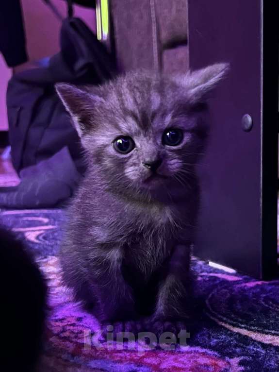 Кошки в Саратове: Шотландские котята Разнополые, 8 000 руб. - фото 4