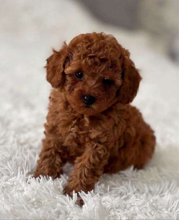 Собаки в Москве: Малыши той пуделя Мальчик, 80 000 руб. - фото 2