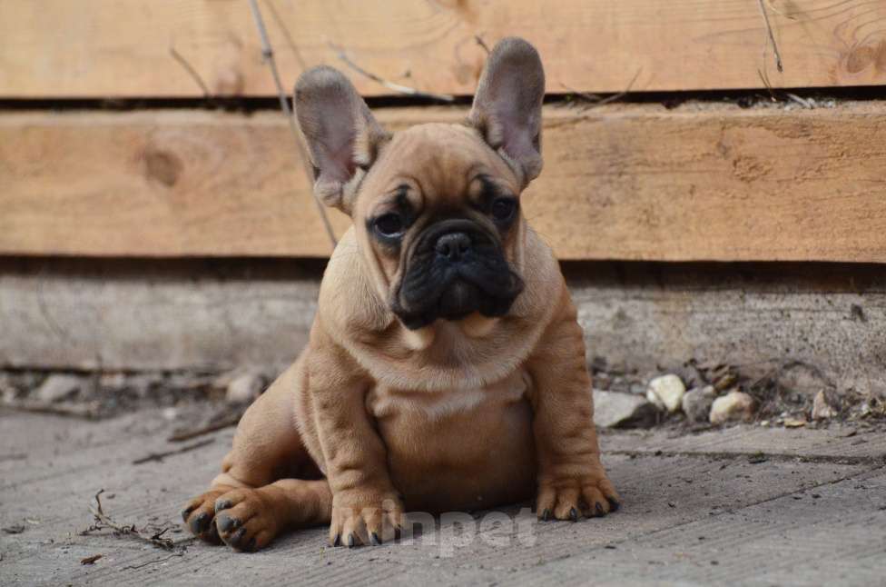 Собаки в Старом Купавне: Французский друг Мальчик, 70 000 руб. - фото 2