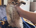 Кошки в Воронеже: Британские котята Мальчик, 10 000 руб. - фото 1