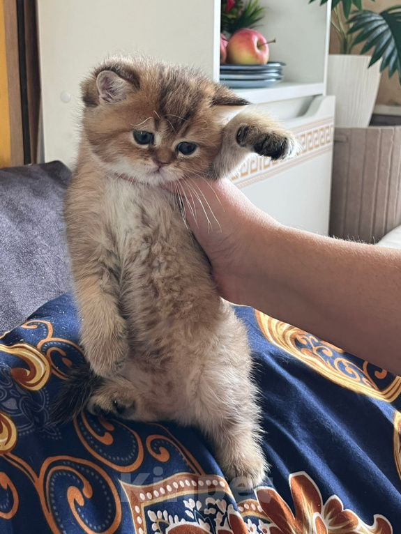 Кошки в Воронеже: Британские котята Мальчик, 10 000 руб. - фото 1