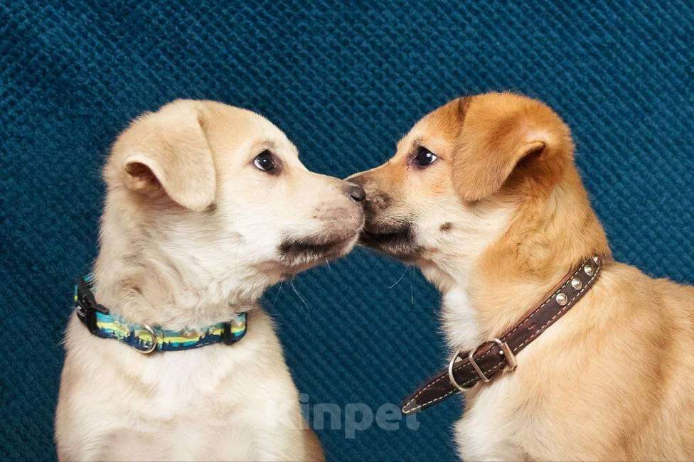 Собаки в Москве: Трогательные щеночки (3 мес.) срочно ищут дом Девочка, Бесплатно - фото 6