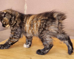 Кошки в Краснодаре: Кошечка черепаховый окрас Девочка, Бесплатно - фото 2