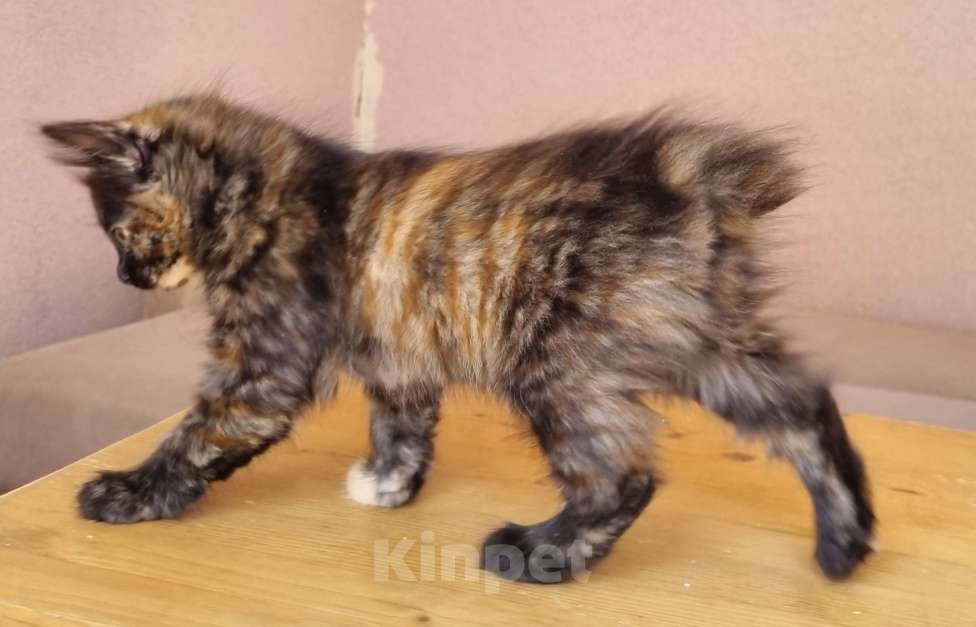 Кошки в Краснодаре: Кошечка черепаховый окрас Девочка, Бесплатно - фото 2