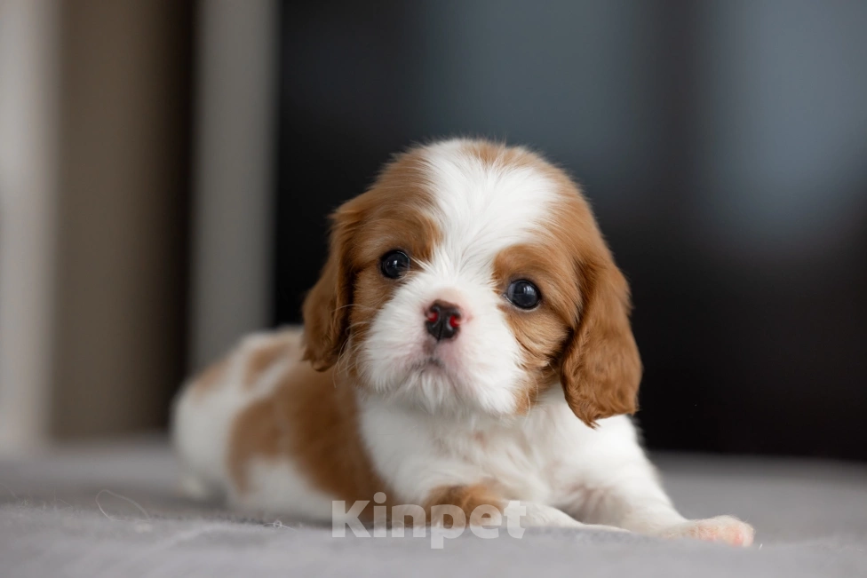 Собаки в Москве: Мальчик  бленхейм  Мальчик, 95 000 руб. - фото 3