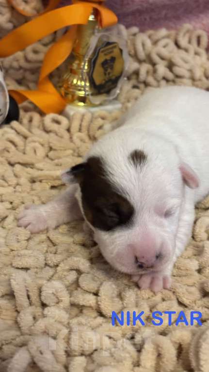 Собаки в Москве: Щенок джек-рассел-терьер от титулованных родителей  Мальчик, 40 000 руб. - фото 1