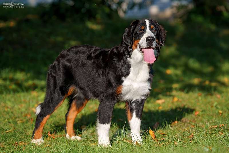 Собаки в Волоколамске: Бернский Зенненхунд, Макдалена. Девочка, Бесплатно - фото 8