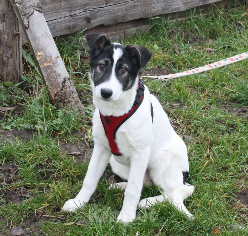 Собаки в Москве: Ласковая, добрая щеночек Панда в поисках своей родной семьи  Девочка, Бесплатно - фото 6