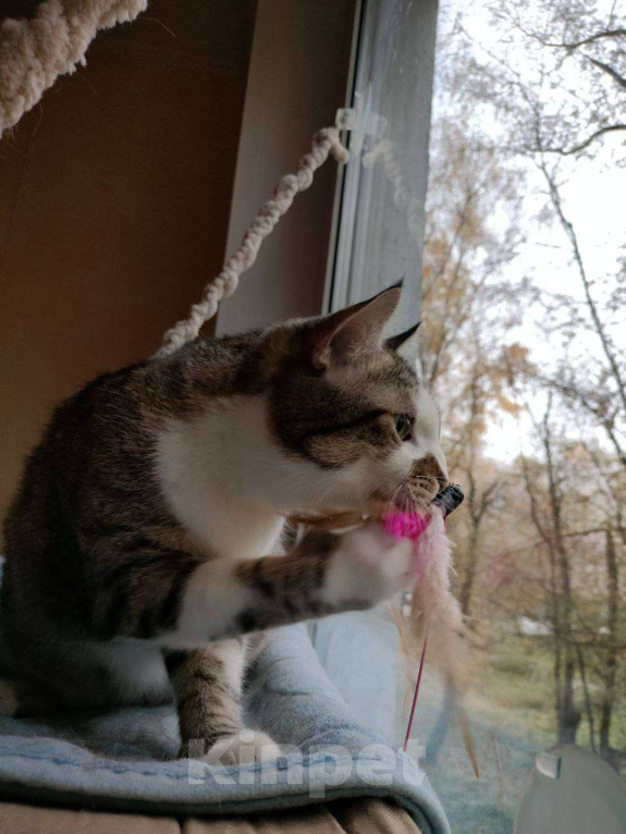 Кошки в Москве: Кошка Скалли ищет дом! Девочка, Бесплатно - фото 2