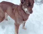 Собаки в Краснодаре: Пропала собака Девочка, 5 000 руб. - фото 4