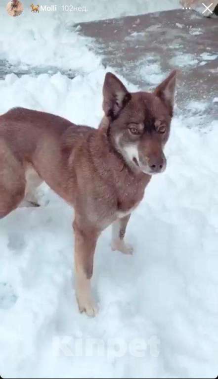 Собаки в Краснодаре: Пропала собака Девочка, 5 000 руб. - фото 4