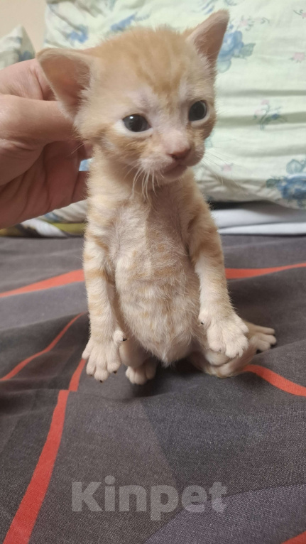 Кошки в Санкт-Петербурге: Котенок донского сфинкса Мальчик, 10 000 руб. - фото 4