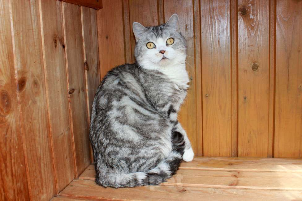 Кошки в Санкт-Петербурге: Мрамор на серебре шикарная красавица Девочка, 1 000 руб. - фото 8