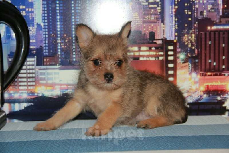 Собаки в Тосно: Щенки от любви цвергшнауцера и шпица. Девочка, 10 000 руб. - фото 7