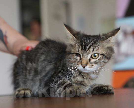 Кошки в Москве: Софушка хочет домой Девочка, Бесплатно - фото 2