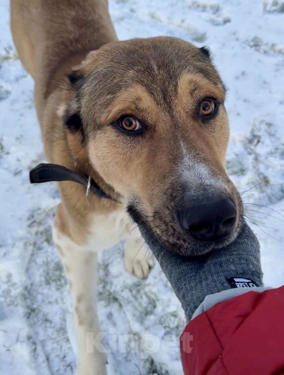 Собаки в Москве: Милый алабай Гоша ищет дом Мальчик, Бесплатно - фото 2