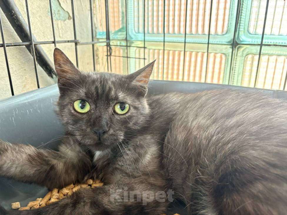 Кошки в Москве: Дымчатая британка Глаша – в поисках дома Девочка, Бесплатно - фото 4