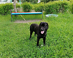 Собаки в Арсеньеве: Вязка Лабрадор - ретривер, 8 000 руб. - фото 1