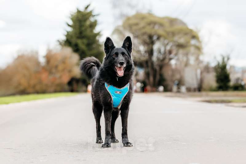 Собаки в Москве: Эля потеряла всех своих щенков в мороз Девочка, 1 руб. - фото 8