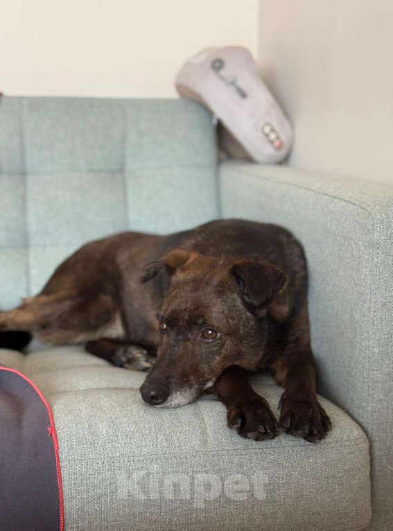 Собаки в Солнечногорске: Домашняя маленькая собачка в поисках дома Девочка, Бесплатно - фото 7