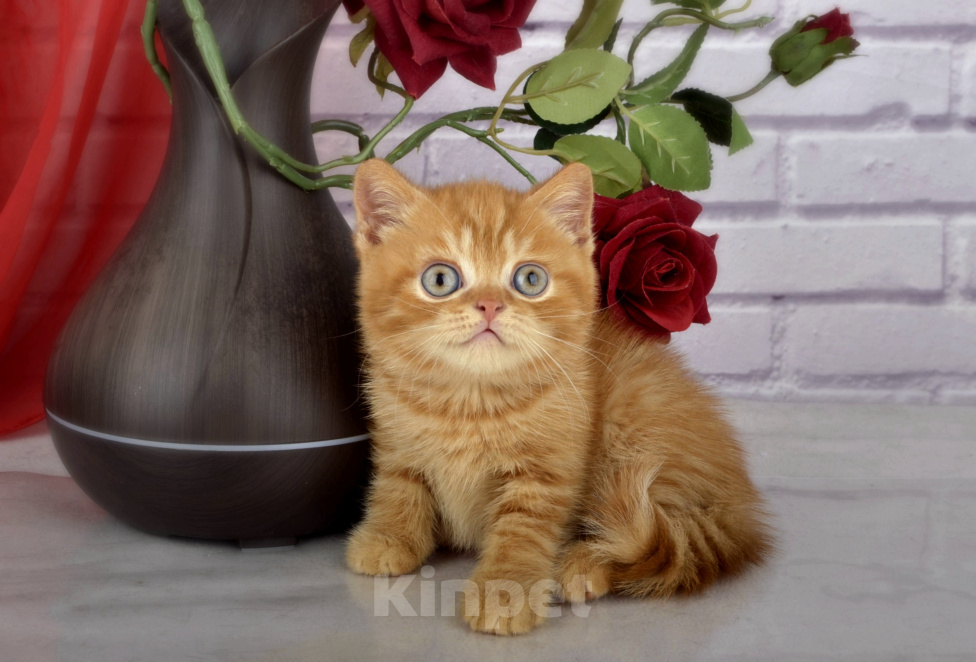 Кошки в Санкт-Петербурге: Солнечный британский котик Мальчик, 55 000 руб. - фото 8