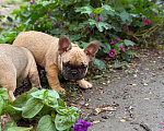 Собаки в Тимашевске: Щенок французского бульдога Девочка, 25 000 руб. - фото 3