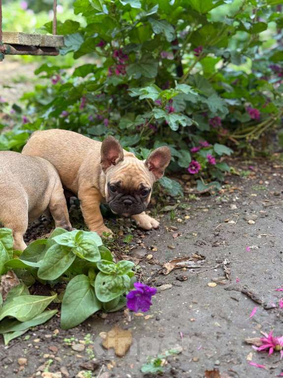 Собаки в Тимашевске: Щенок французского бульдога Девочка, 25 000 руб. - фото 3