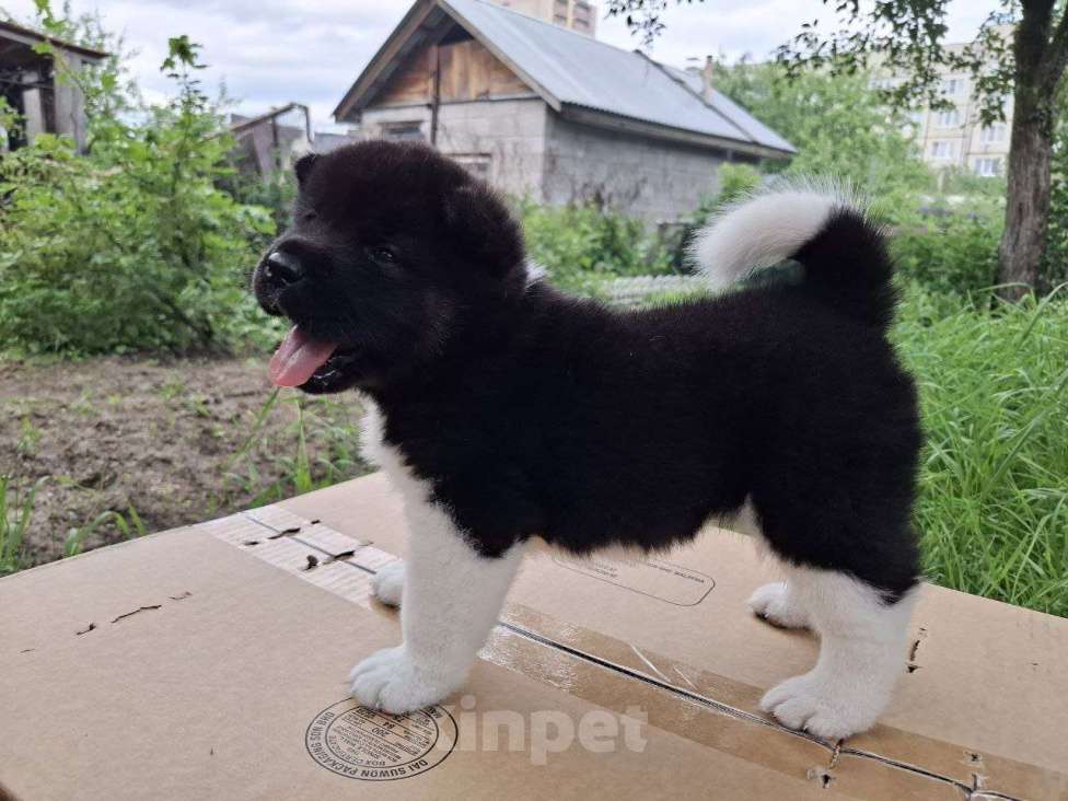 Собаки в Москве: Щенок американской акиты  Девочка, 45 000 руб. - фото 2
