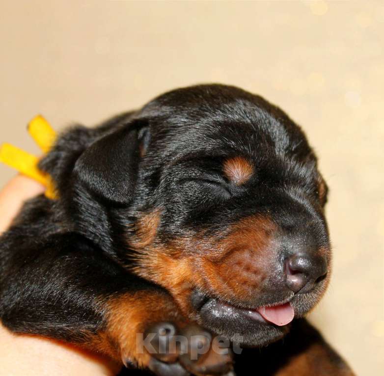 Собаки в Москве: Щенки добермана Разнополые, Бесплатно - фото 5