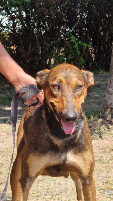 Собаки в Москве: Метиска Добермаша ищет новый дом  Девочка, Бесплатно - фото 3