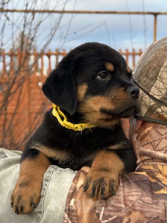 Собаки в других городах Свердловской области: Ротвейлер, щенок Мальчик, 80 000 руб. - фото 4