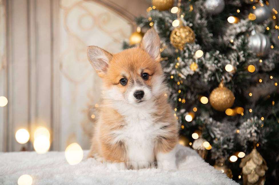 Собаки в Кирове: Вельш Корги Пемброк, щенок Девочка, Бесплатно - фото 4