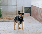 Собаки в Москве: Джек - лучший друг детей ищет семью Мальчик, Бесплатно - фото 3