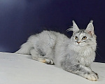 Кошки в Уфе: Котенок мейн-кун Девочка, 25 000 руб. - фото 3