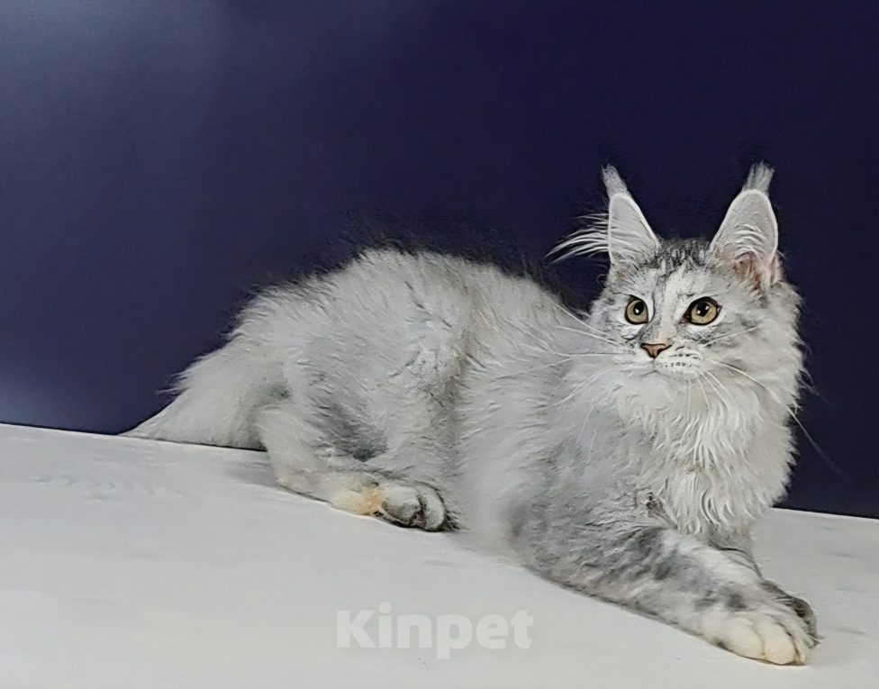 Кошки в Уфе: Котенок мейн-кун Девочка, 25 000 руб. - фото 3