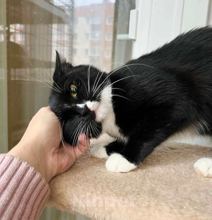 Кошки в Москве: В дар кошечка Манроша - нежность и ласка Девочка, Бесплатно - фото 6