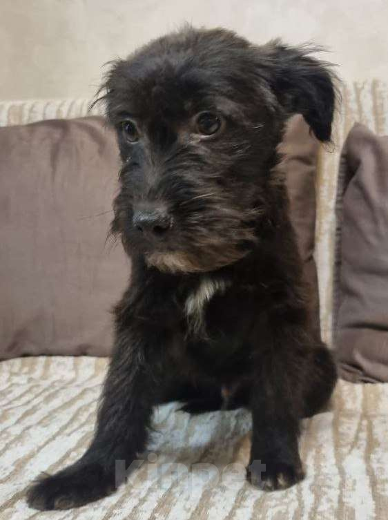 Собаки в Москве: Уголек. Ищет дом, вкусняшки  и хозяйскую руку. Мальчик, Бесплатно - фото 2