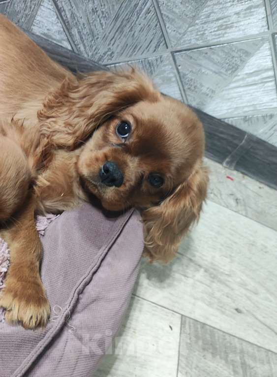 Собаки в Москве: Щенки Кавалер Кинг Чарльз спаниель Мальчик, 80 000 руб. - фото 10