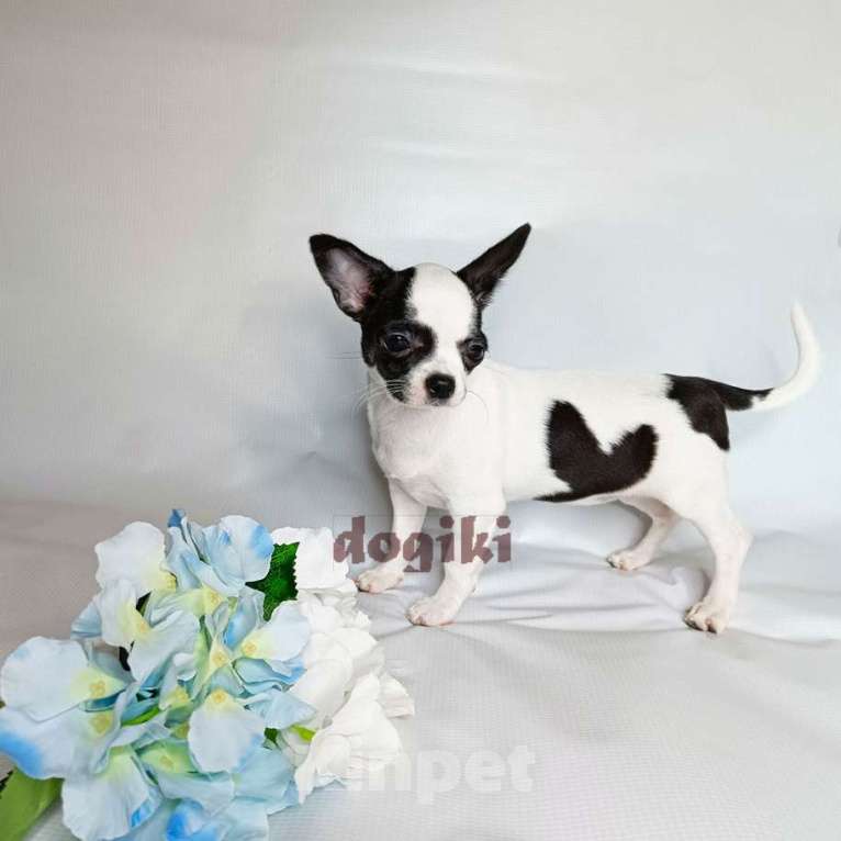 Собаки в Москве: Щенки чихуахуа питомник Мальчик, Бесплатно - фото 5