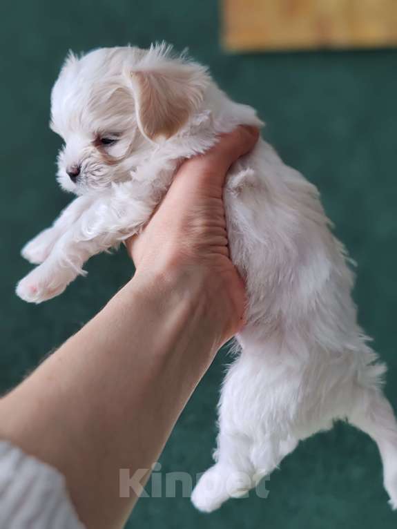 Собаки в Москве: Щенки мини Мальтезе Мальчик, Бесплатно - фото 5