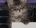 Кошки в Саратове: Рождественский котёнок Мальчик, 20 руб. - фото 6