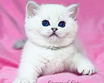 Кошки в Москве: Британская белоснежная шиншилла Девочка, 85 000 руб. - фото 1