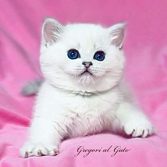 Британская белоснежная шиншилла