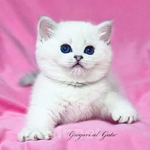 Кошки в Москве: Британская белоснежная шиншилла Девочка, 85 000 руб. - фото 1