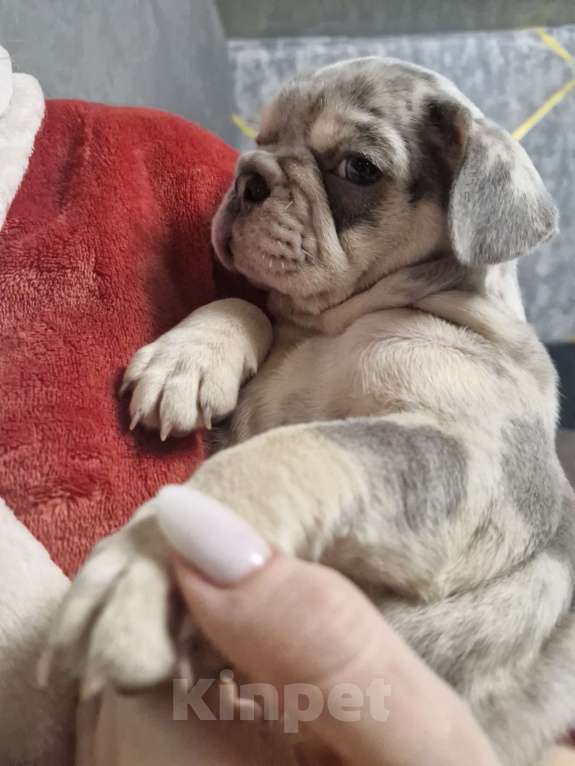 Собаки в других городах Московской области: Королева красоты Девочка, 100 000 руб. - фото 5