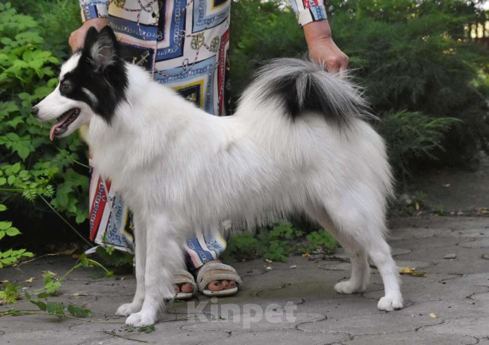 Собаки в Москве: Ненецкая оленегонная лайка. Сука Царица Томирис.  Девочка, 60 000 руб. - фото 2